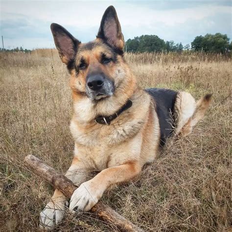 17 Pros And Cons Of Owning German Shepherds Page 3 Of 6 Pettime