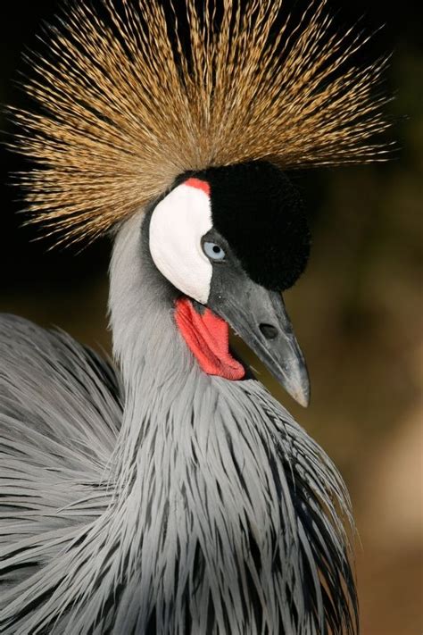 Typical Bird Species On Your African Safari Grey Crowned Crane