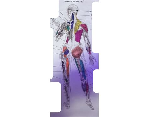 Muscular System Back View Quiz