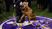 Westminster Dog Show 2022: See the best in show, group winners – Boston ...