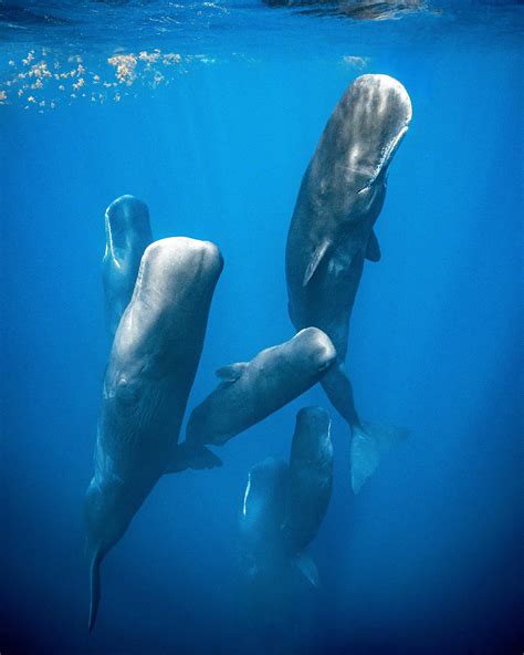 Vertically Sleeping Sperm Whales Captured In Dominican Waters China Plus