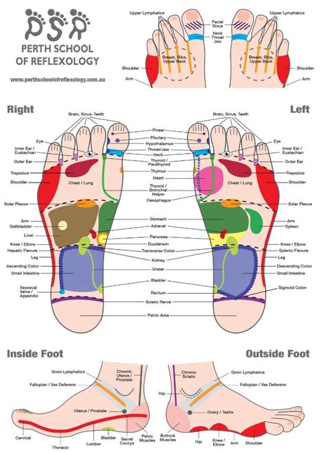 Perth School Of Reflexology Foot Wall Chart