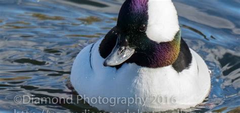 Winter Birding In Colorado Diamond Photography