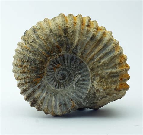 Fossil Ammonite Cretaceous 100 Million Years Old Moorabool Antiques