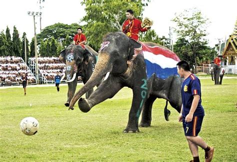 Fifa World Cup Fever Grips Mumbai Elephant World World Cup Elephant
