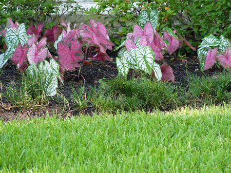 Would like to know the cultivar name for this bright pink & green caladium. Houston Gardens: Caladiums