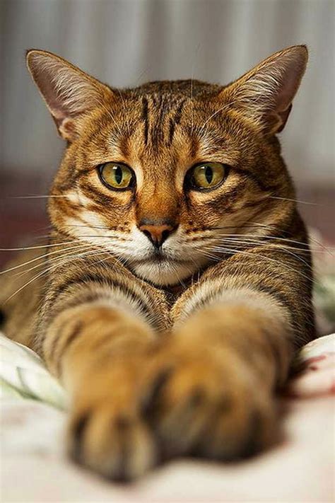 12 Reasons Why You Should Never Own Bengal Cats