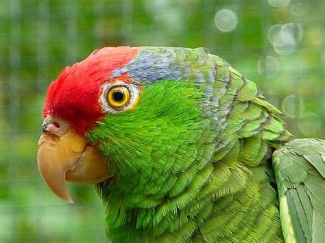 Red Crowned Amazon Parrots Thrive In Los Angeles Pet Birds By Lafeber Co