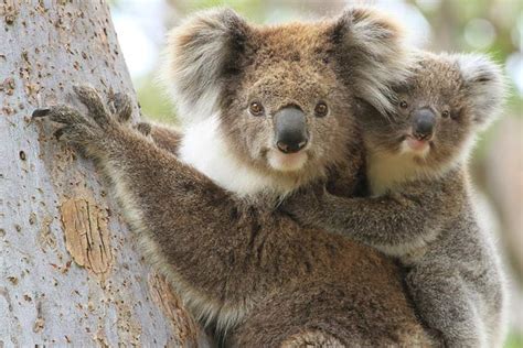 35 Fascinating And Interesting Koala Facts For Kids
