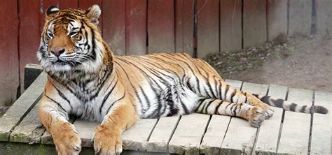 Nakŕmiť Zvieratá V Zoo Je Náročné Tiger Zožerie Denne 75 Kg Mäsa