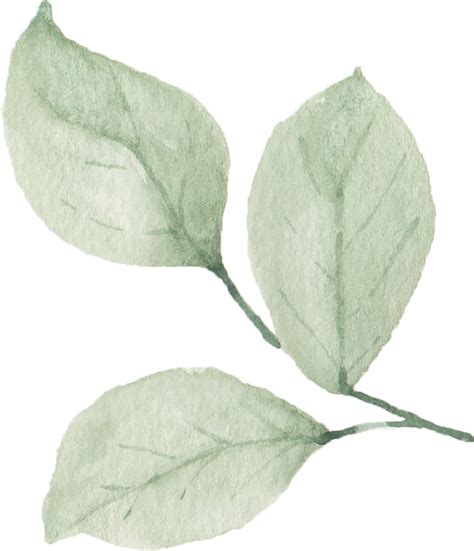 Watercolor Green Leaves 29436084 Png
