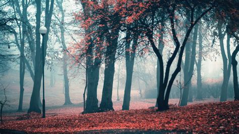 Download 1920x1080 Fall Trees Fog Autumn Wallpapers For