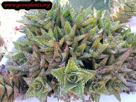 Jul 03, 2013 · aloe vera: Aloe juvenna - How to grow & care