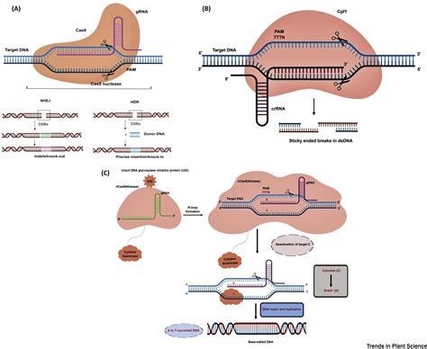 Crisprcas System Recent Advances And Future Prospects For Genome