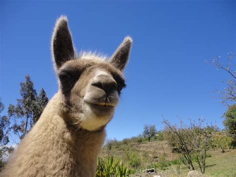 Fotos Gratis Fauna Silvestre Pastar Llama Alpaca Animales
