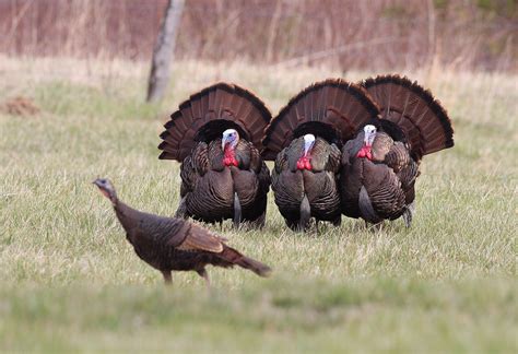 Nearly 40000 Acres Of Private Land Will Open To Turkey Hunters