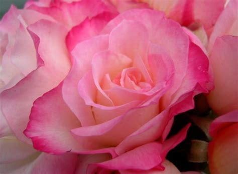 Hedging Rose Floribunda Bold Seduction 175mm Pot Dawsons Garden World
