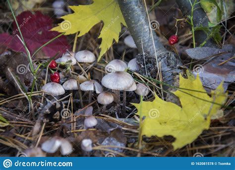 In The Autumn Poisonous Toadstool Mushrooms In The Forest Stock Photo