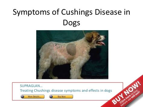 Cortisol is the body's main stress hormone and affects most cells. Symptoms of cushings disease in dogs