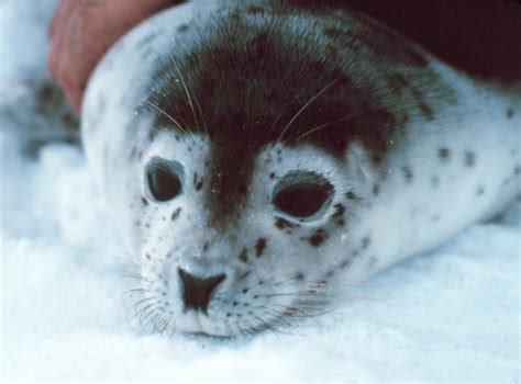 Arctic Seals Ice Stories Dispatches From Polar Scientists