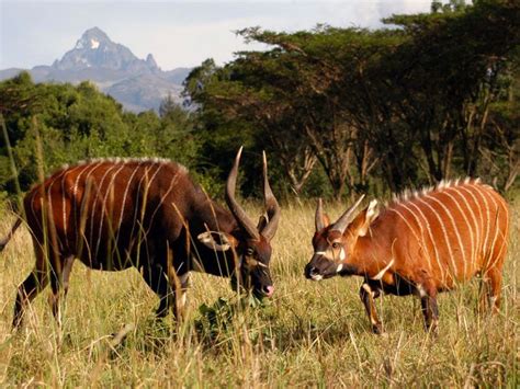 5 Days Kenya Wildlife Safari Tour Kenya Safaris Tours Kenya Safaris