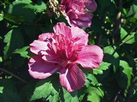 Hibiscus Syriacus Shrubby Rose Mallow Go Botany