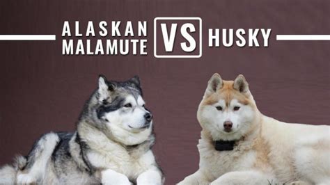 Alaskan Malamute Vs Husky 10 Differences You Need To Know Petmoo