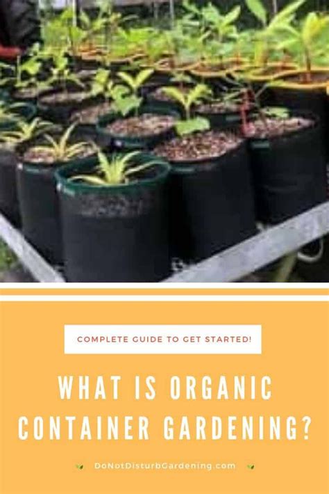 What Is Organic Container Gardening A Guide To Getting Started