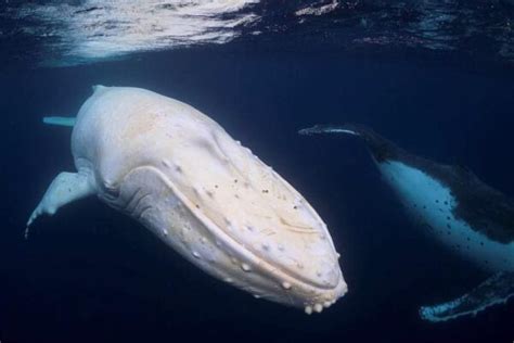 An Ultra Rare Albino Humpback Whale Was Just Spotted Off Australian