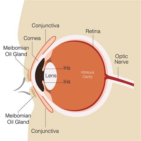 Eye Diagram With Labels And Functions World Of Reference