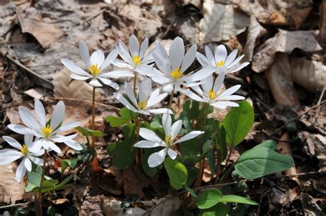 Mt Cuba Center Bloodroot Mt Spreading Ground Cover But Dies Back