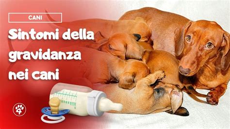Gravidanza Del Cane Come Riconoscerne I Sintomi Amoreaquattrozampeit Youtube