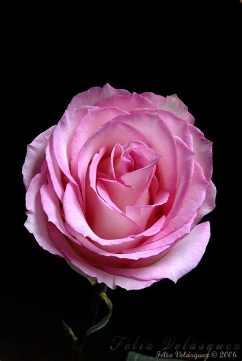 72 Best Pink Roses The Most Beautiful Flower In The