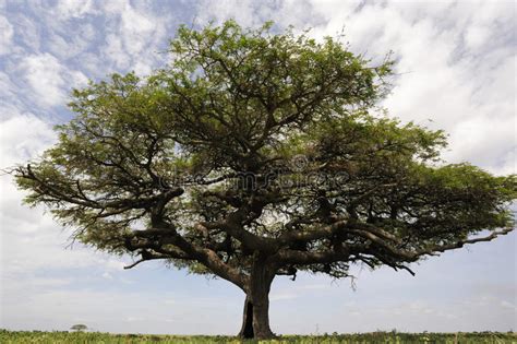 Acacia Tree In Africa Stock Photo Image Of Hills Grass 20638768