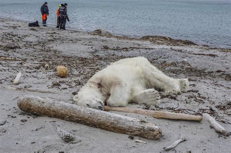 Polar Bear Shot Cruise Ship Guards Killing Of Polar Bear Sparks