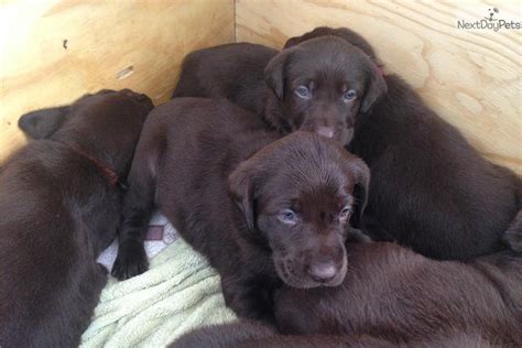 Not all labs are created equal. Labrador Retriever puppy for sale near Upper Peninsula, Michigan | 28c89bb3-66f1