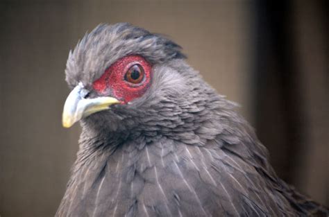 Red Eye Bird Free Stock Photo Public Domain Pictures