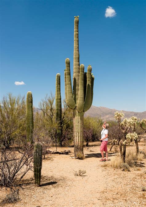 The Majestic Beauty Of A 200 Year Old Saguaro Tree A Sight To Behold