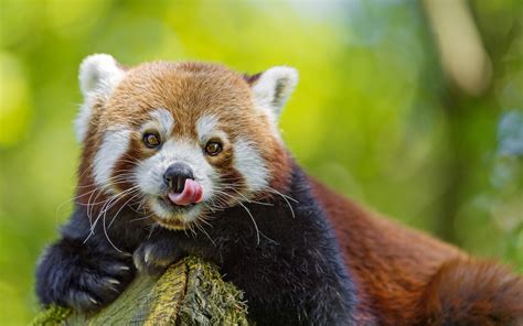 Download Wallpaper For 2560x1440 Resolution Red Panda Tongue