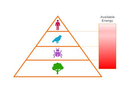 What Is An Energy Pyramid Used To Show Slideshare