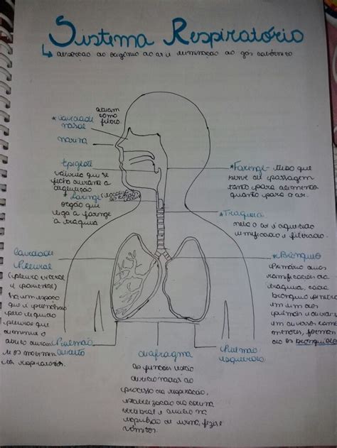 Estudo sistema respiratório Sistema respiratório Estudos Escola