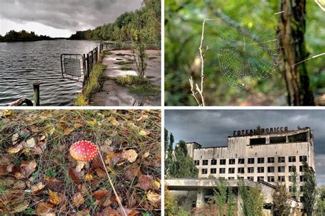 How humans and animals were affected. At Chernobyl, Hints of Nature's Adaptation - The New York Times