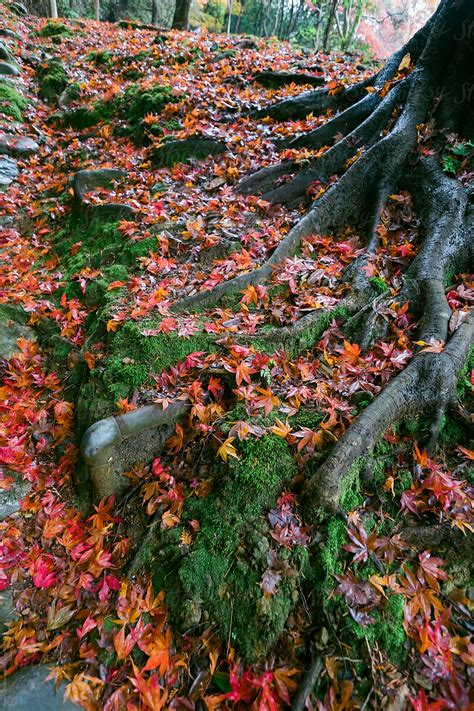 Fallen Japanese Maple Leaves By Stocksy Contributor Rowena Naylor