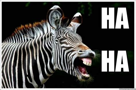 Easily Amused Zebra Memes Quickmeme