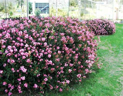 Numbers at the end of each entry refer to plant height and rhs hardiness rating. Medium Textured Shrubs --Indian Hawthorn --rhaphiolepis indica | Garden shrubs, Plants, Trees to ...