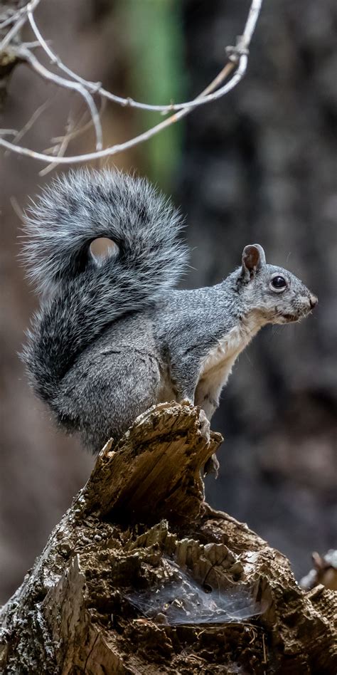 California Gray Squirrel Perched On Tree Stump West Of Lake Tahoe