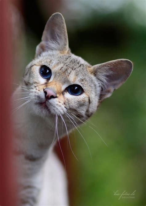 Inquisitive Cute Animals Cats Cat Adoption