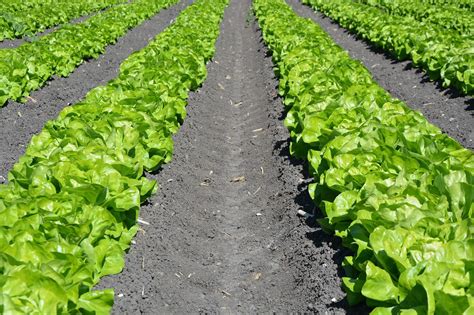 Lettuce Growing Stages How Does It Grow Rockets Garden