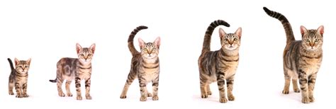 Search for cat life cycle in these categories. Life stages | Cat Care for Life