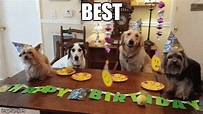 The 15 Best Happy Birthday Memes of 2020